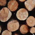 Quale legna utilizzare per il camino