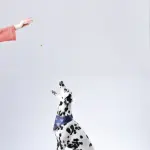 Mangimi per cani: come scegliere il migliore servizio?