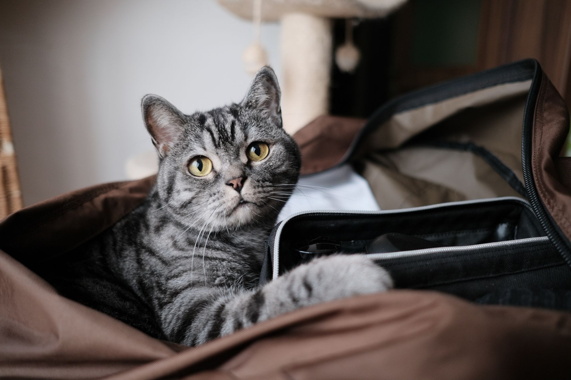 Come abituare il gatto al trasportino