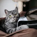 Come abituare il gatto al trasportino