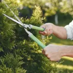 Come scegliere il giardiniere perfetto per il tuo giardino