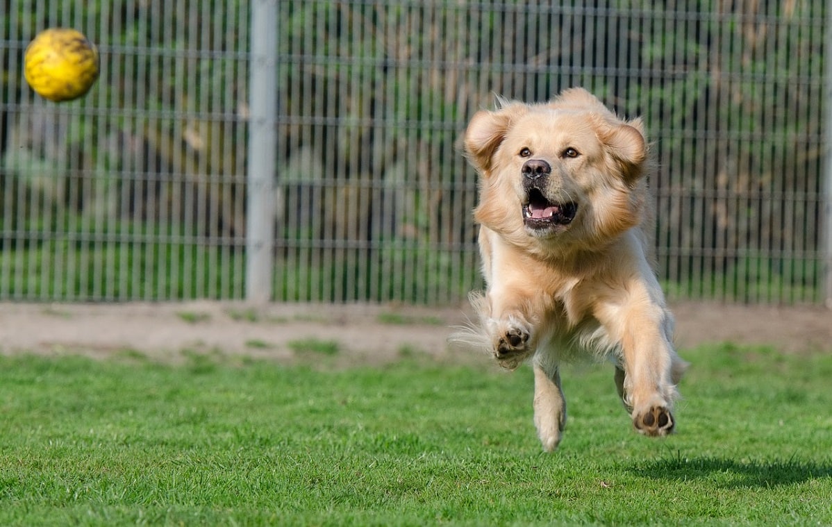 Prendersi cura del cane: le recinzioni