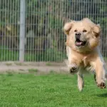 Prendersi cura del cane: le recinzioni