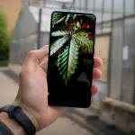 Le migliori app per consumatori di Cannabis