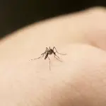Come disinfettare le punture di zanzara