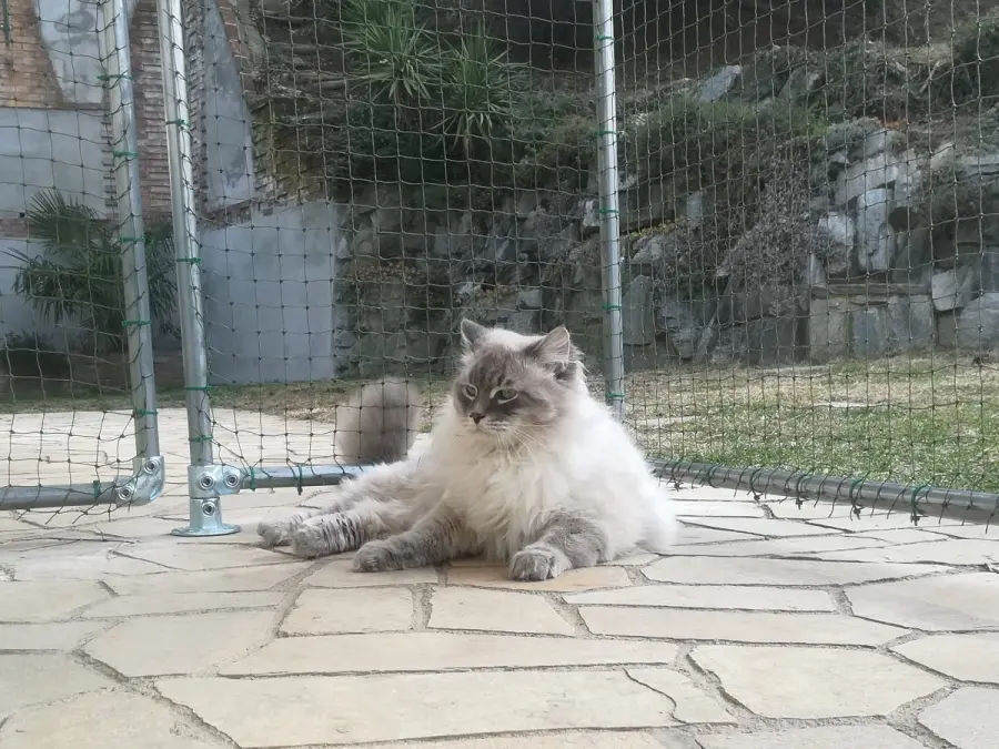 Vendita gatti di razza online: cosa controllare e quali allevamenti