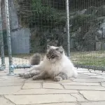 Vendita gatti di razza online: cosa controllare e quali allevamenti