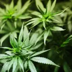 Il mercato della cannabis in Italia: cifre e prospettive