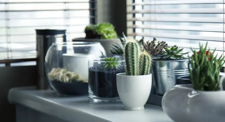 App per riconoscere le piante, fiori e alberi