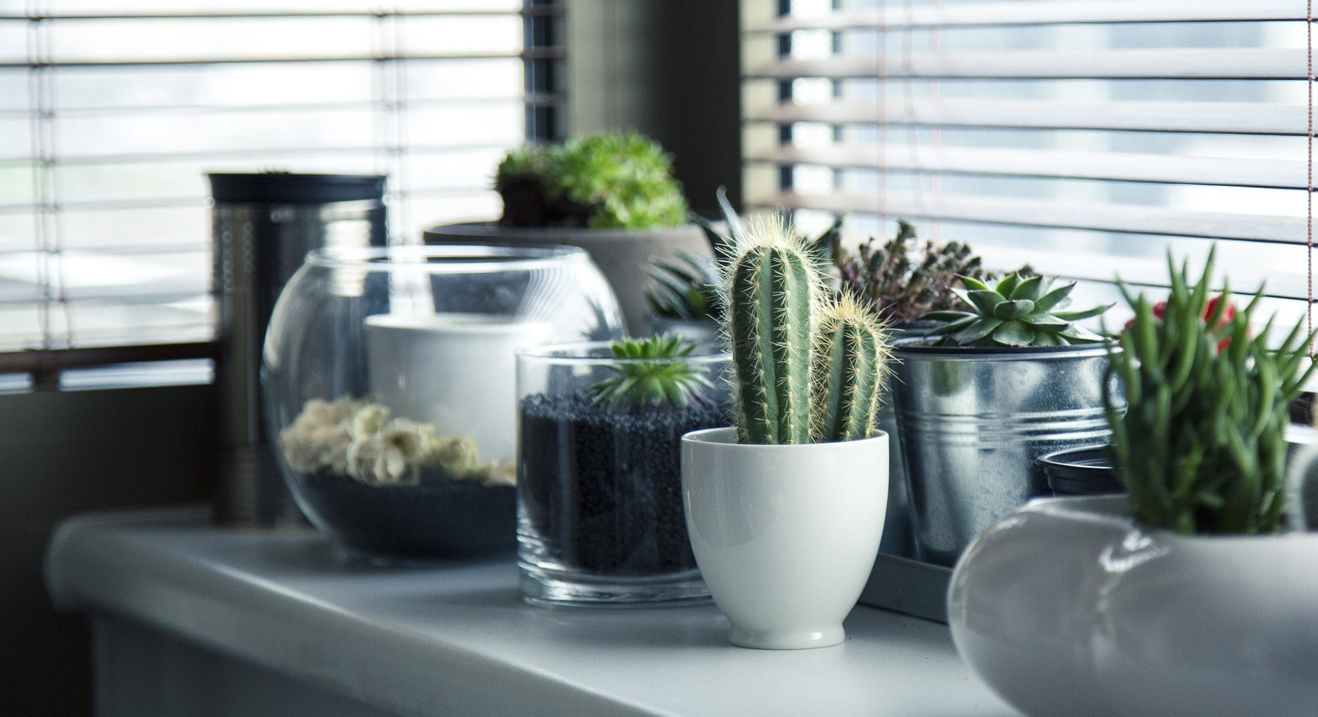 App per riconoscere le piante, fiori e alberi