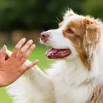 Come addestrare un cane: ecco dei consigli pratici