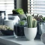 App per riconoscere le piante, fiori e alberi