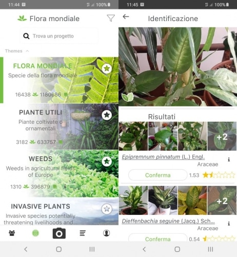 App per riconoscere le piante