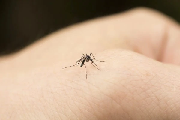 Come disinfettare le punture di zanzara