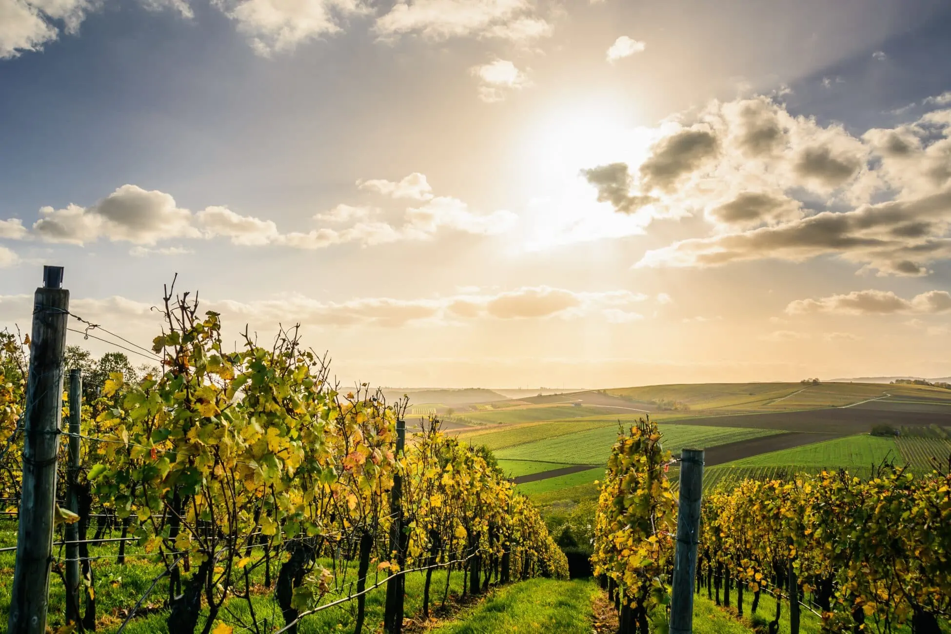 Perché e come investire in un’azienda vitivinicola