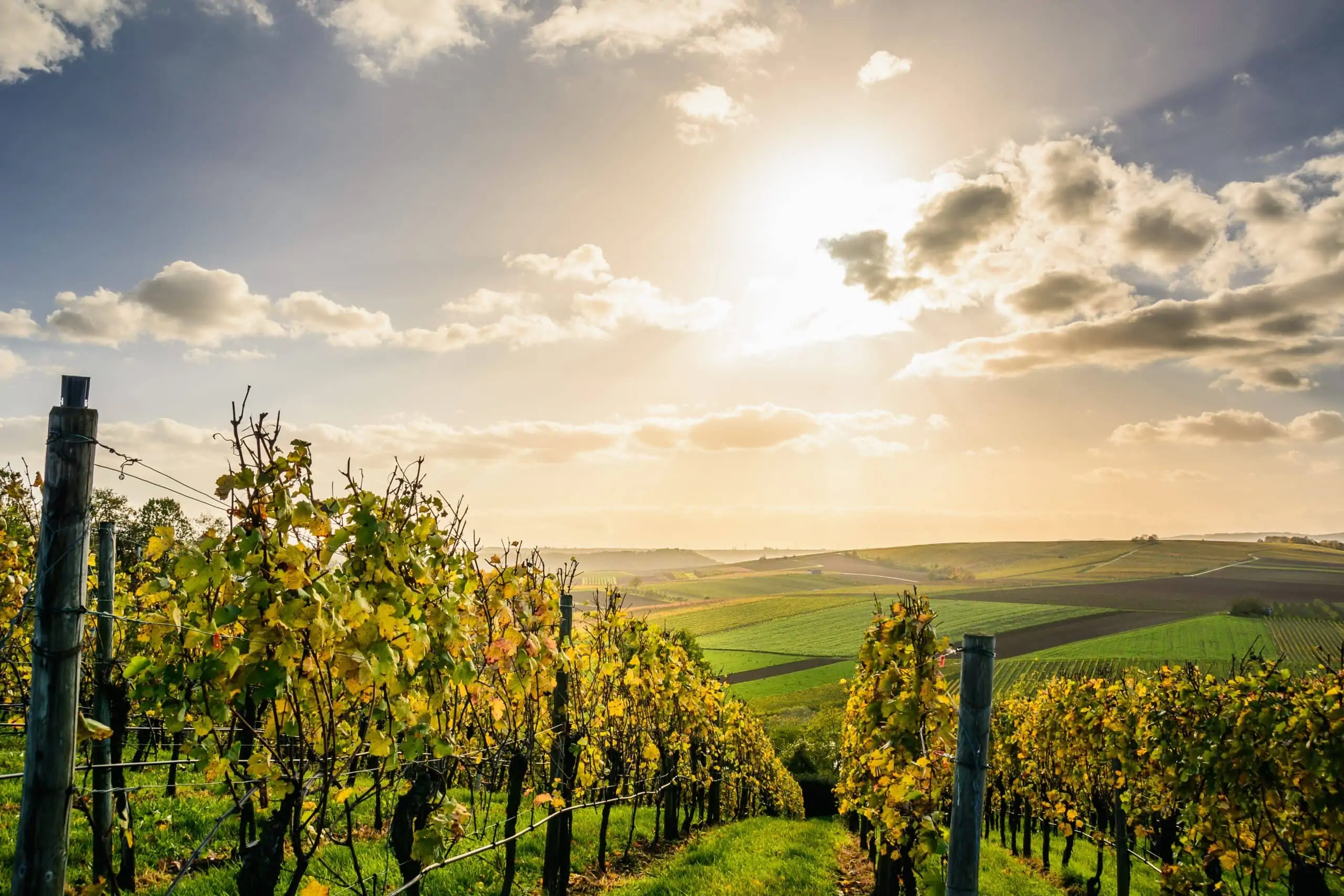 Perché e come investire in un’azienda vitivinicola