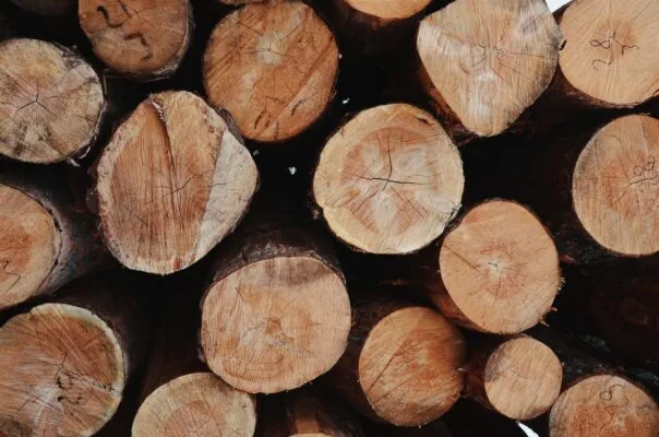 Quale legna utilizzare per il camino