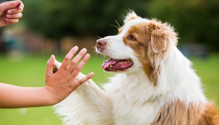Scopri di più sull'articolo Come addestrare un cane: ecco dei consigli pratici